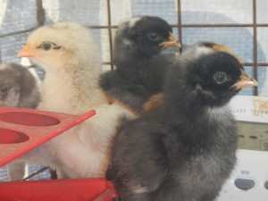 chicks