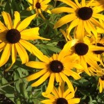 rudbeckia_thumbnall